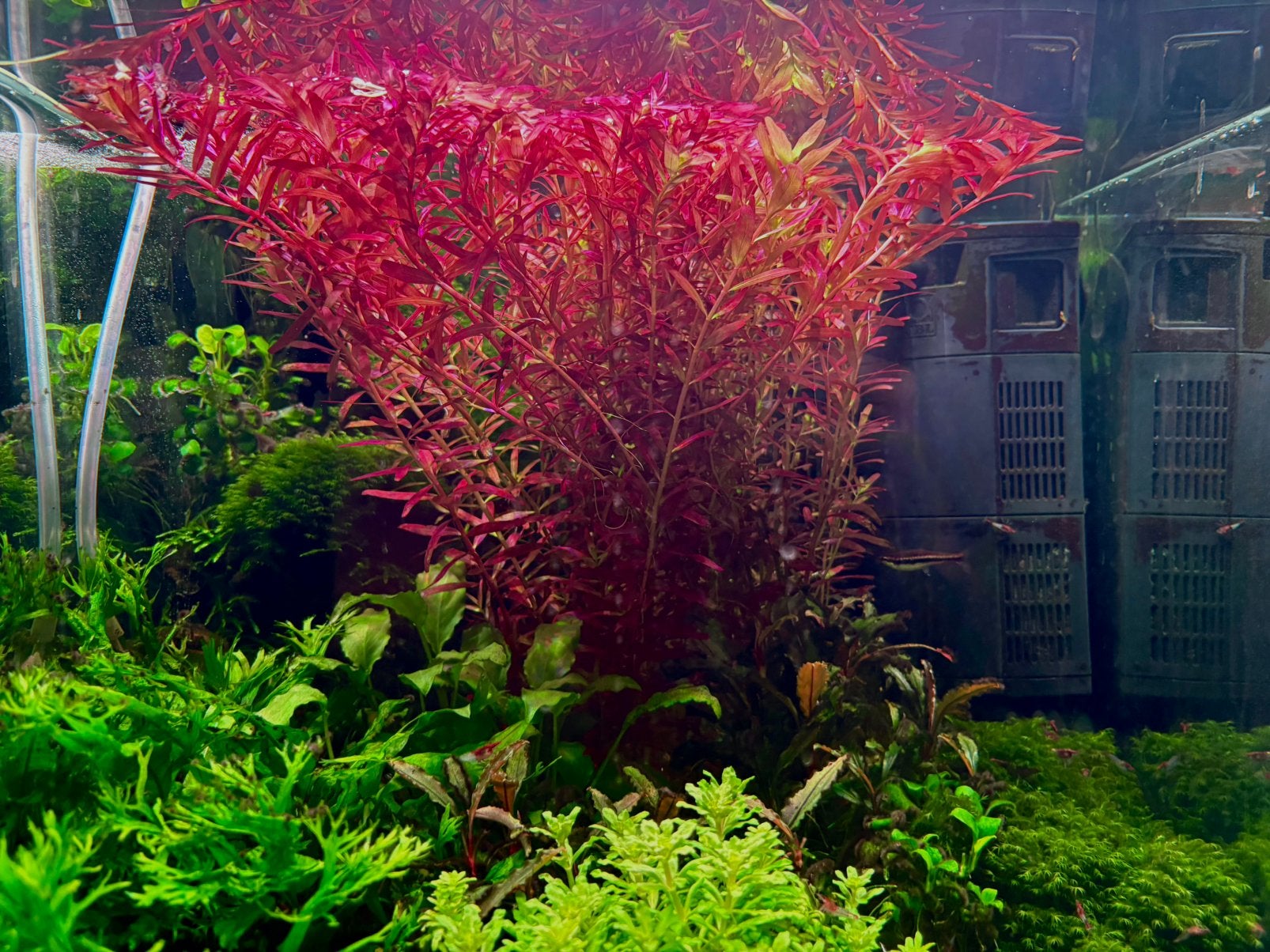 Aquarium compleet 40X40X40, Dieren en Toebehoren, Ophalen, Pomp, JBL