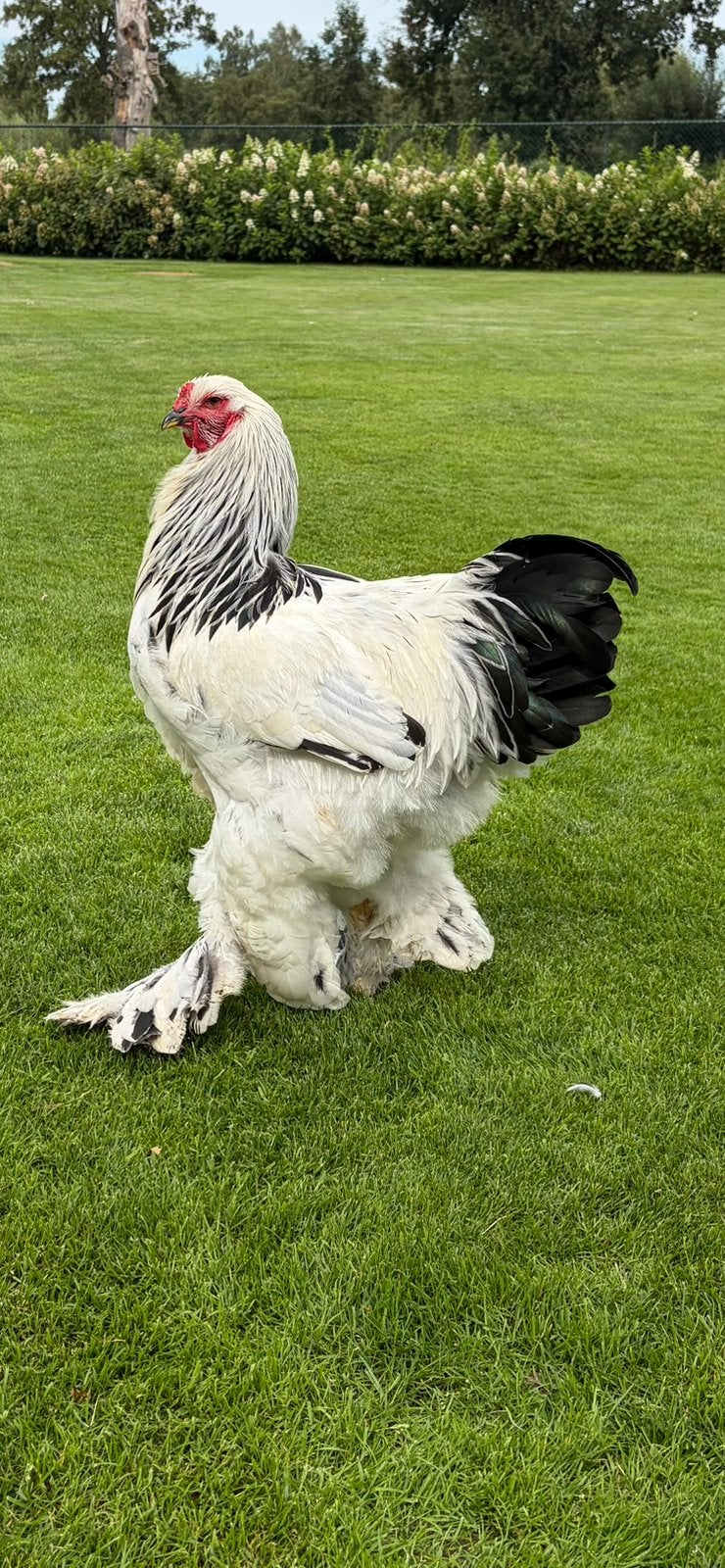 Brahma Columbia haan, Dieren en Toebehoren, Pluimvee