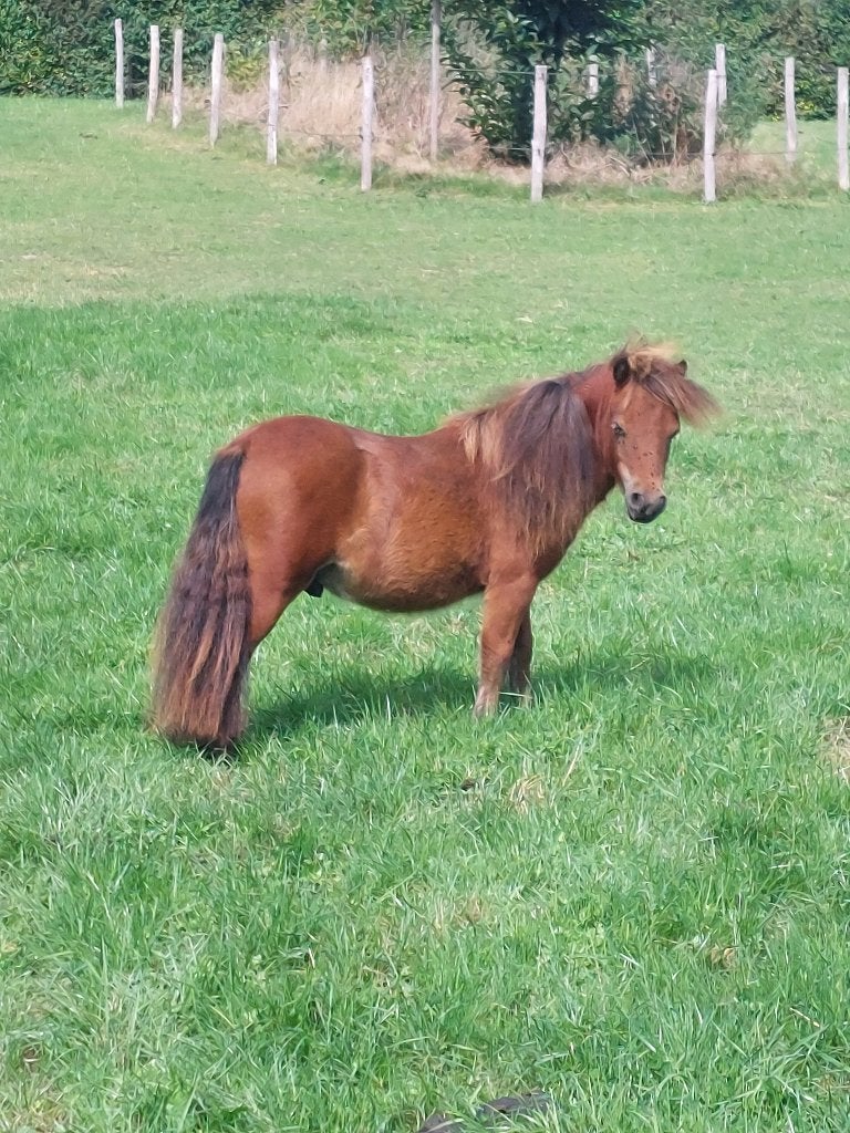 Mooie shetlander één jaar., Met stamboom, 0 tot 2 jaar, Hengst, A pony (tot 1.17m)