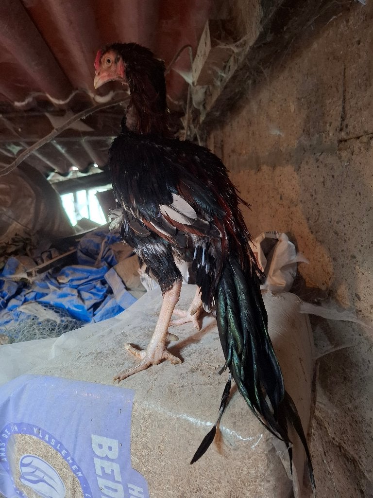 Coq Shamo Aseel à vendre, Animaux & Accessoires, Mâle, Poule ou poulet