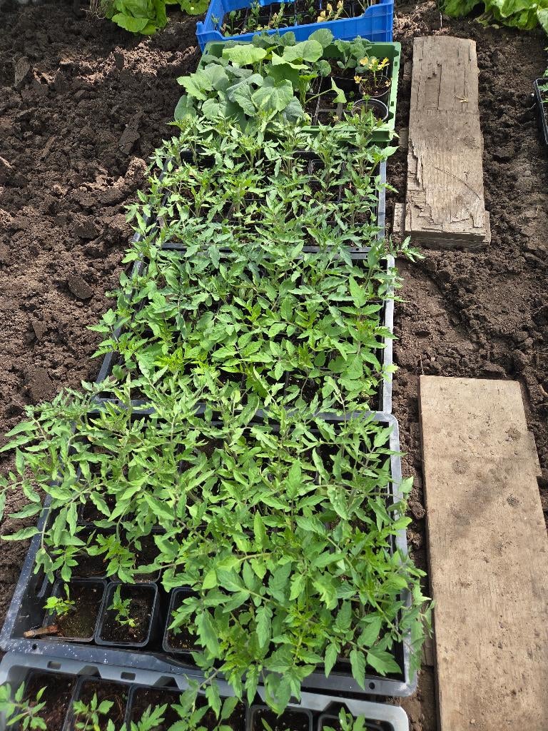 tomatenplanten en andere, Tuin en Terras, Ophalen, Zomer, Eenjarig, Groenteplanten