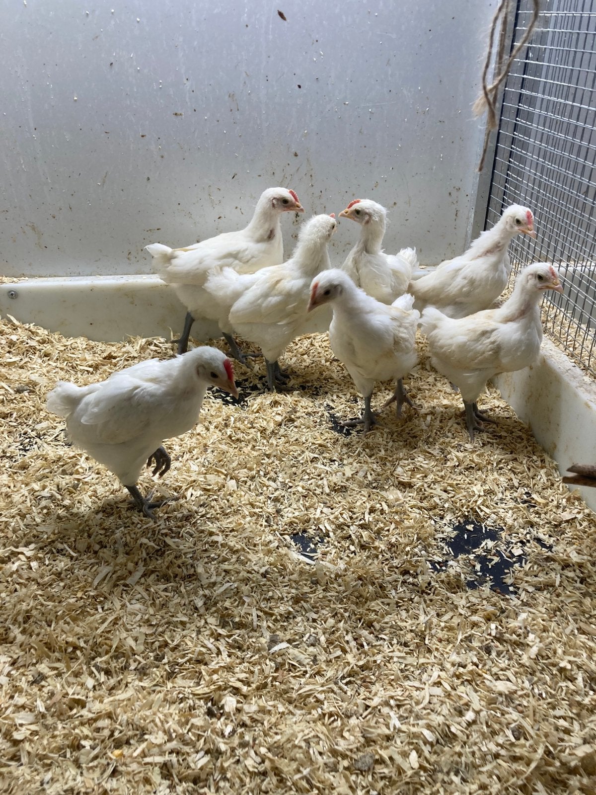 Haantjes poule de bresse, Dieren en Toebehoren, Mannelijk, Kip