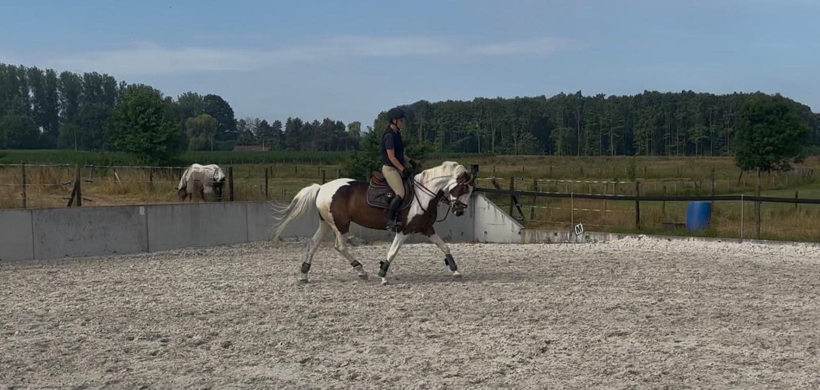 Jument hétéroclite, Animaux & Accessoires, Chevaux, Jument, Débourré, 7 à 10 ans, Cheval de récréation, Avec puce électronique