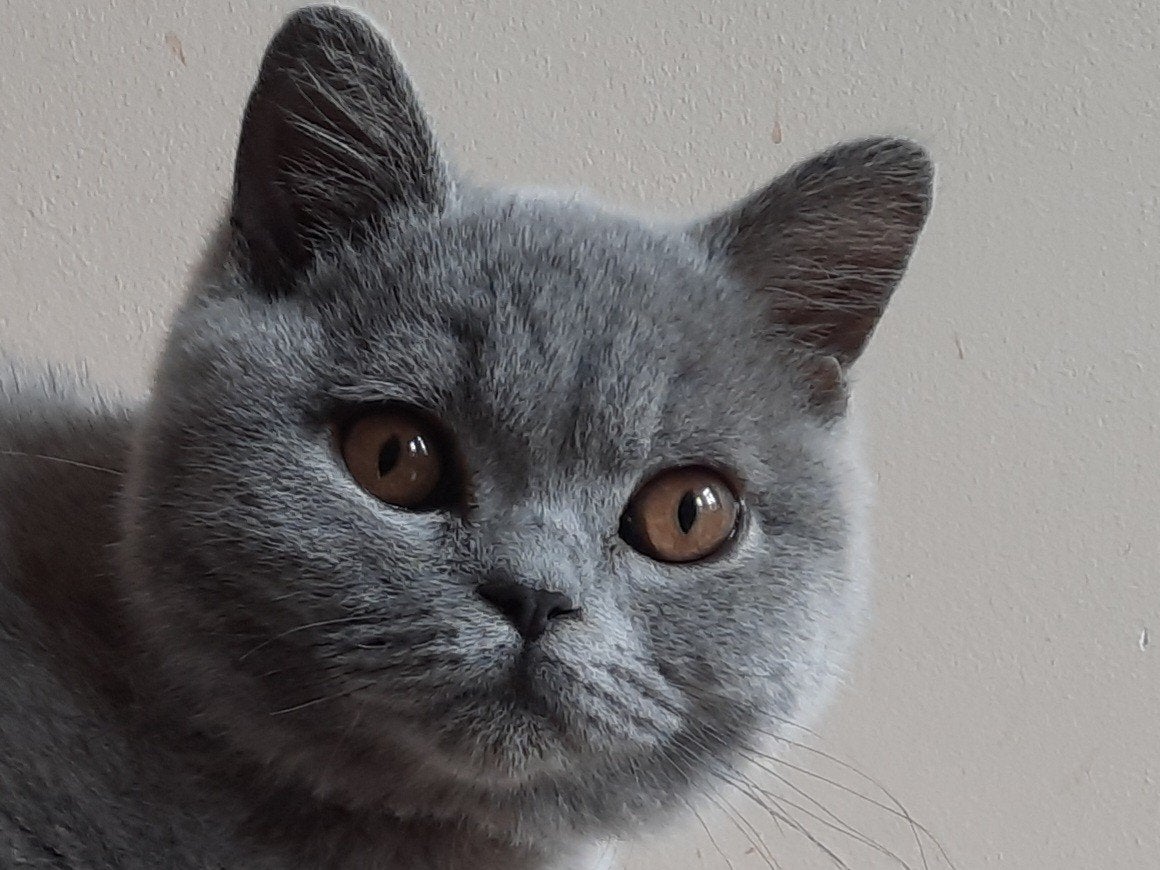 Britse korthaar en langhaar kittens, Dieren en Toebehoren, Meerdere dieren, Gechipt, 0 tot 2 jaar