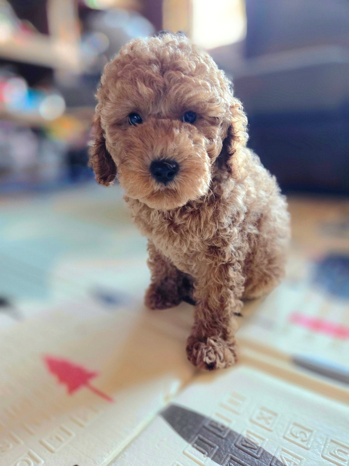 Prachtige dwergpoedelpuppy's, Dieren en Toebehoren, Poedel, België, Fokker | Hobbymatig, Meerdere