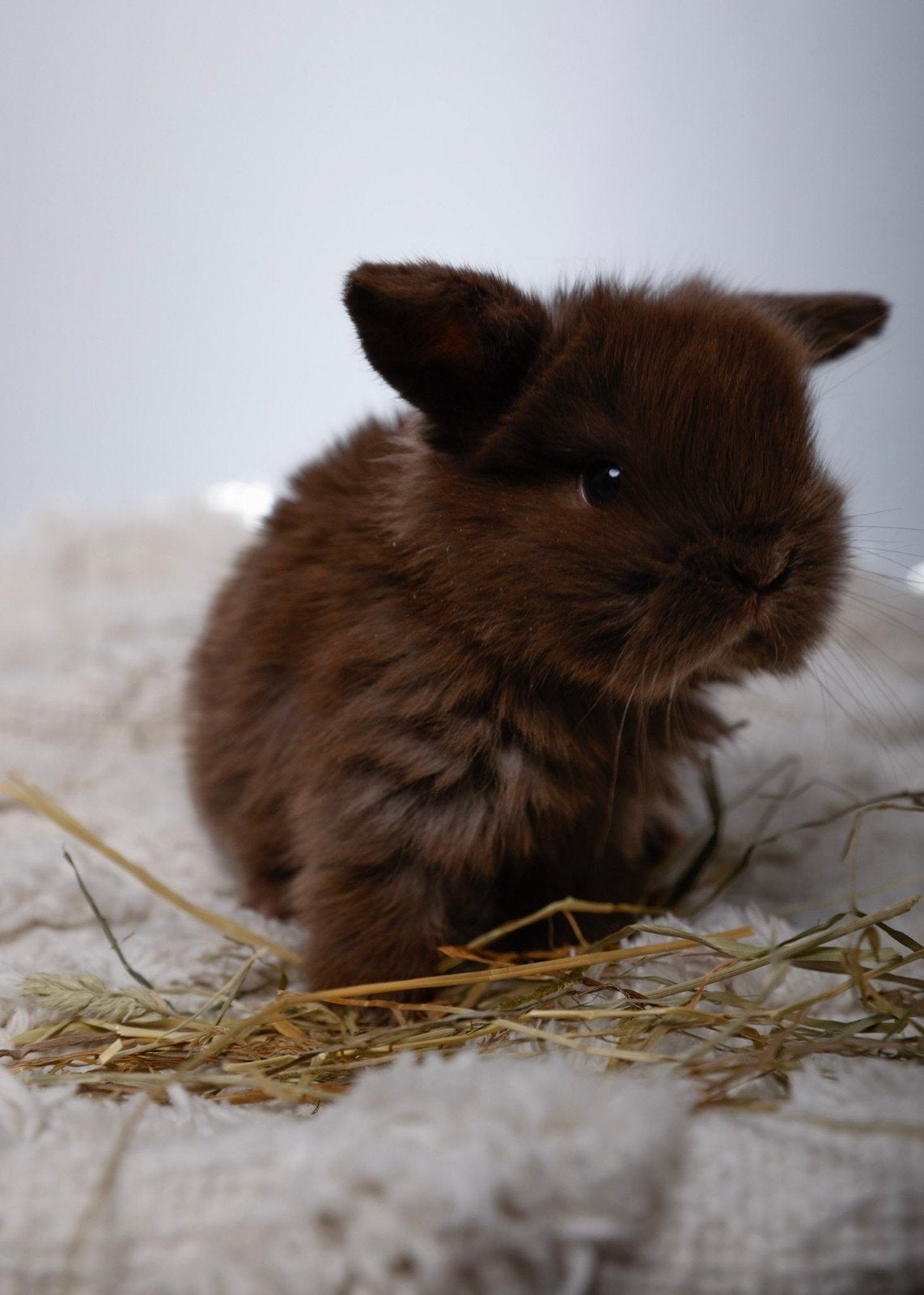 À réserver : Magnifiques Lapins Béliers Hollandais !, Animaux & Accessoires, Rongeurs & Lapins | Accessoires, Enlèvement