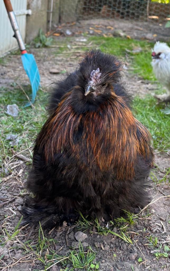 Mooie zijdehoen haan van vorig jaar, Dieren en Toebehoren, Mannelijk, Kip