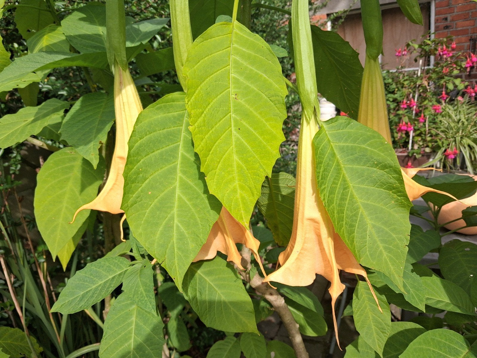 6 planten gele trompetbloemen, Ophalen