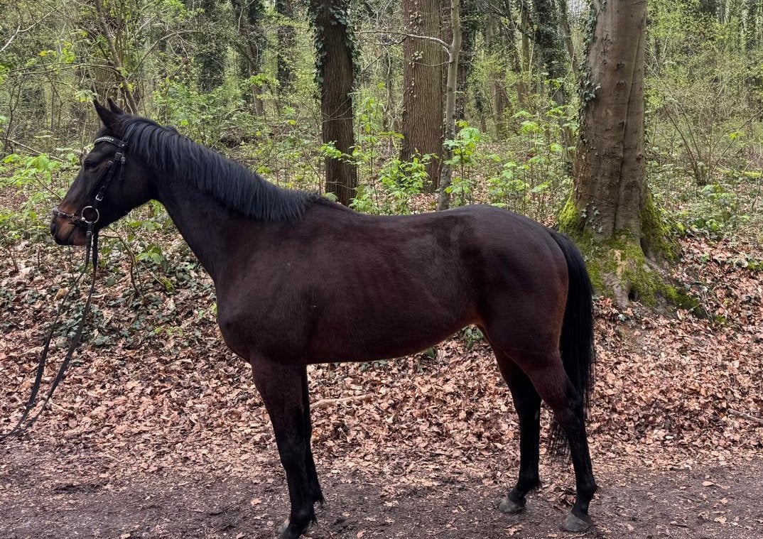 Super brave jonge ruin, Dieren en Toebehoren, Paarden, Ruin, M