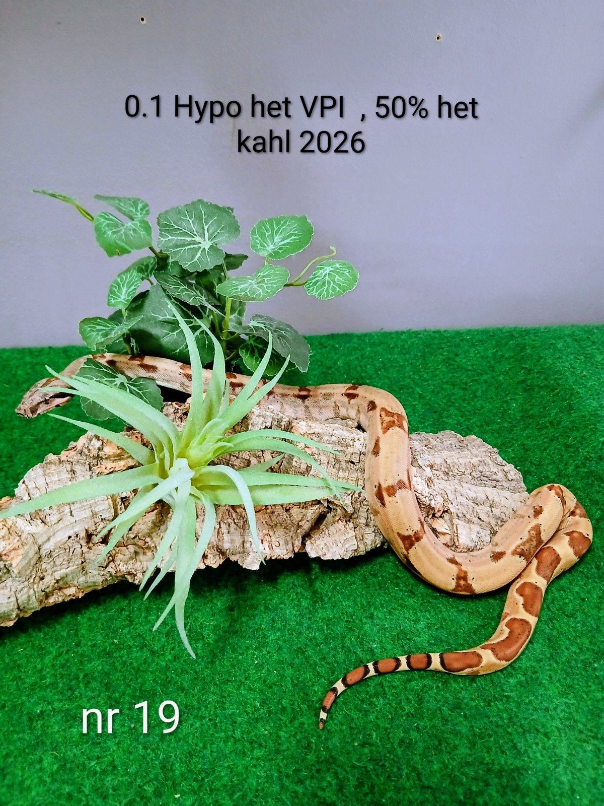 5 Boa's Imperator nakweekjes 2026, Slang, Tam, 0 tot 2 jaar