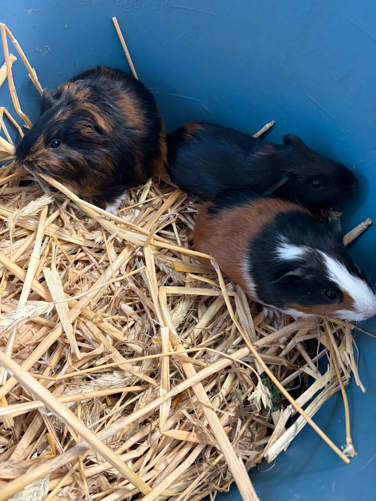 3 Jonge cavia zeugjes, Dieren en Toebehoren, September, Vrouwelijk, Cavia
