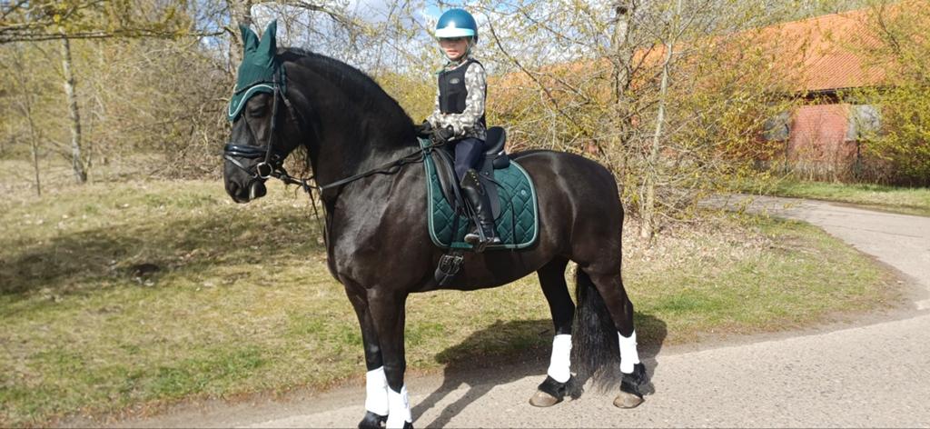 Fries te kopen, Animaux & Accessoires, Chevaux