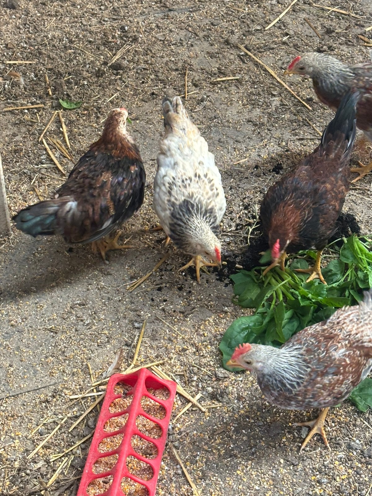 Mooie haantjes, Dieren en Toebehoren