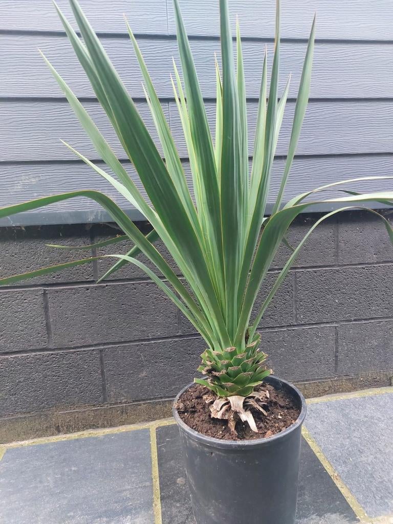 Yucca