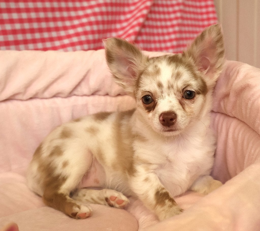 Des chiots Chihuahua super sympas !, Animaux & Accessoires, Chiens | Chihuahuas & Chiens de compagnie, 15 semaines à 1 an, Étranger