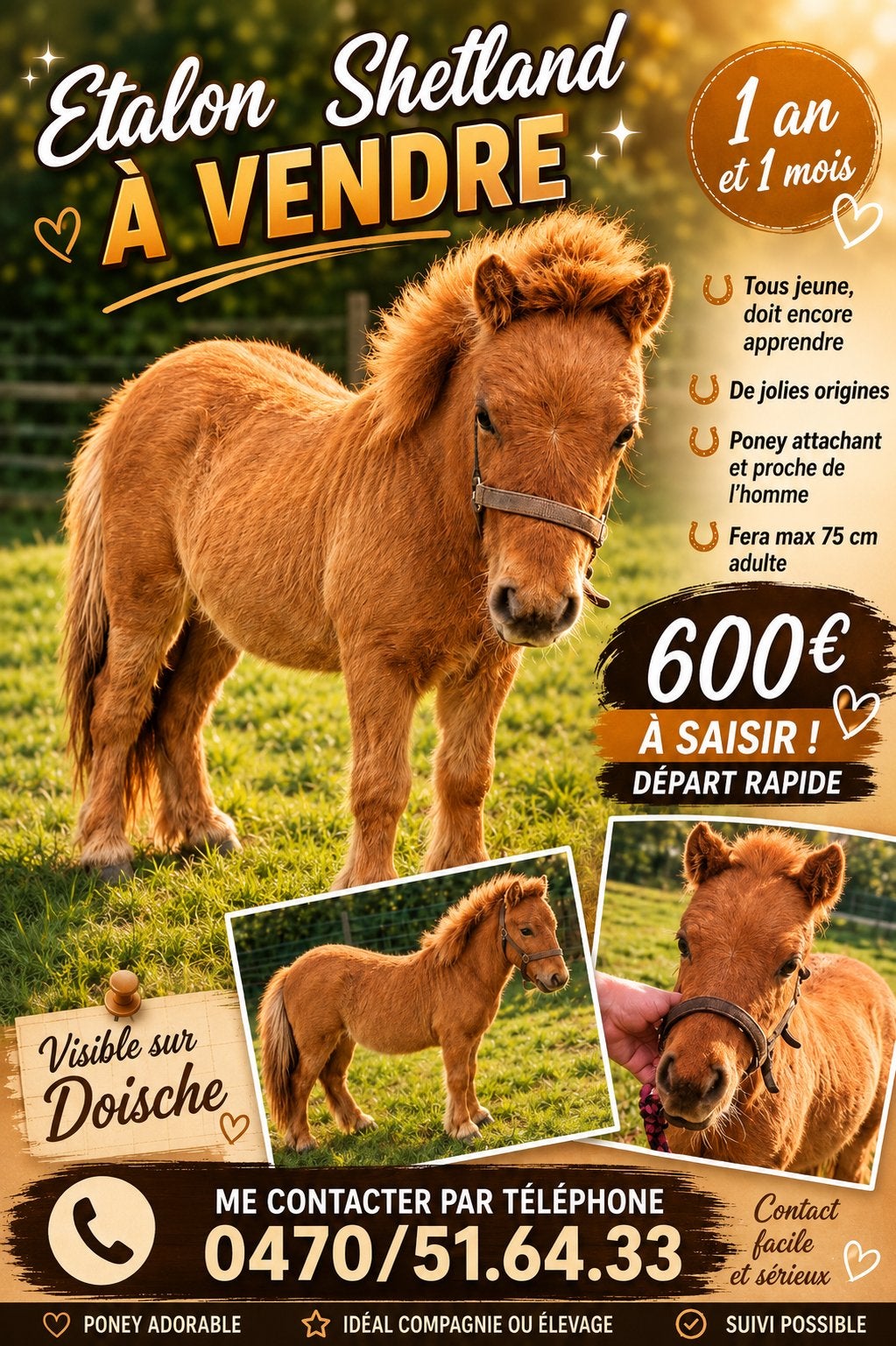 Poulain de un an à vendre, Enlèvement, Comme neuf