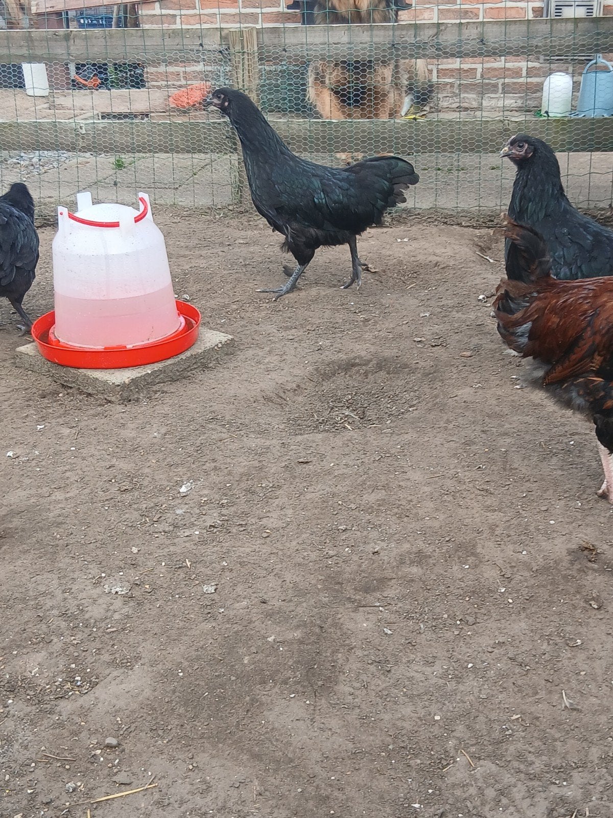 3 australorp hennen en 1 kruising haantje., Plusieurs animaux, Poule ou poulet