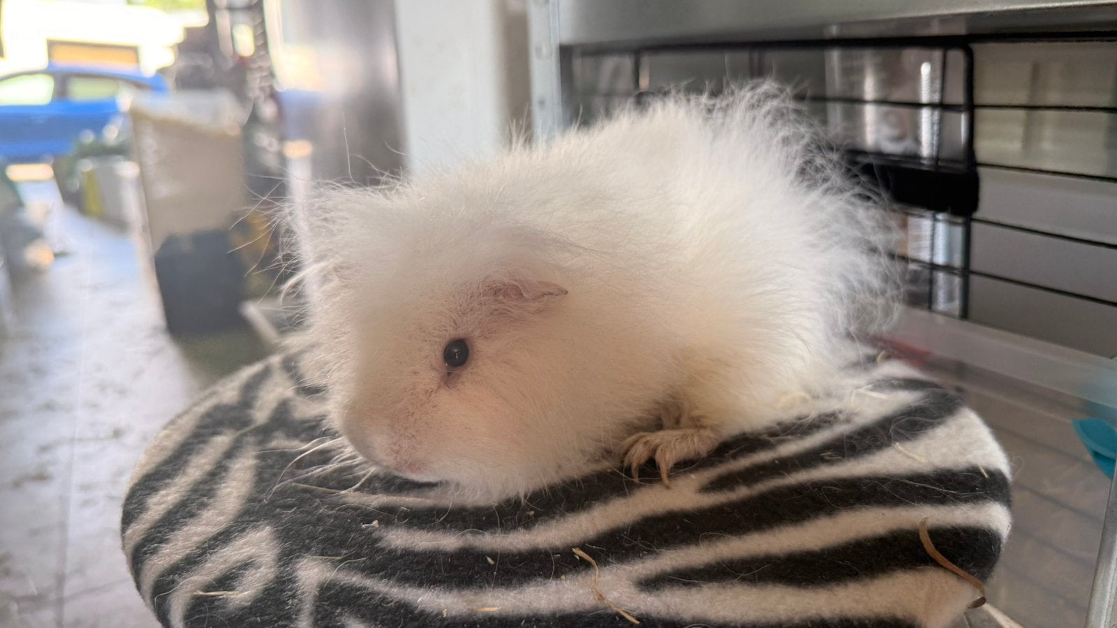 Cavia, mannelijke cavia CH witte teddybeer, Ophalen, Cavia