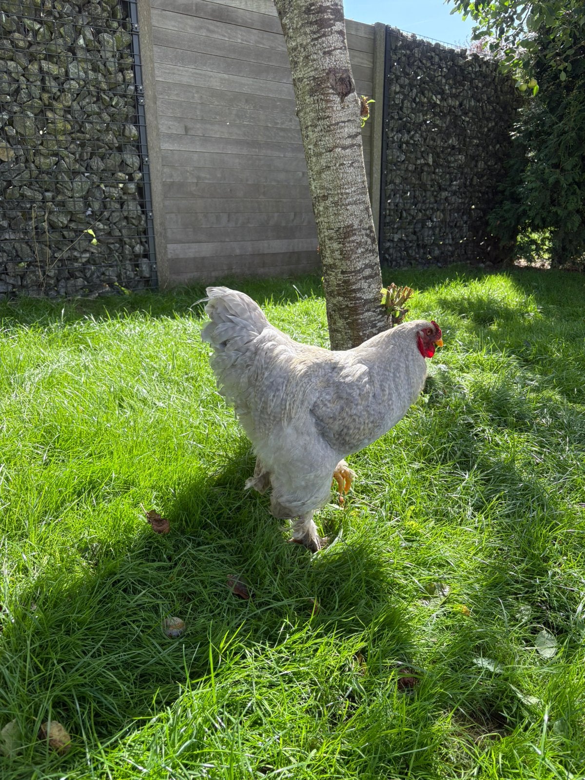 Haan te koop Brahma grey pearl raszuiver, Dieren en Toebehoren, Pluimvee, Mannelijk, Kip