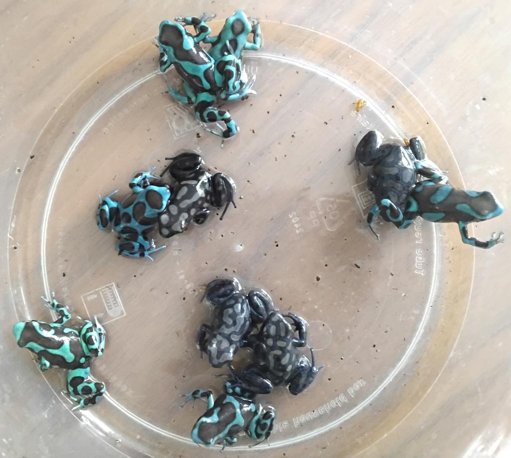 Gifkikkers kikkers dendrobate auratus, Amphibien, 0 à 2 ans