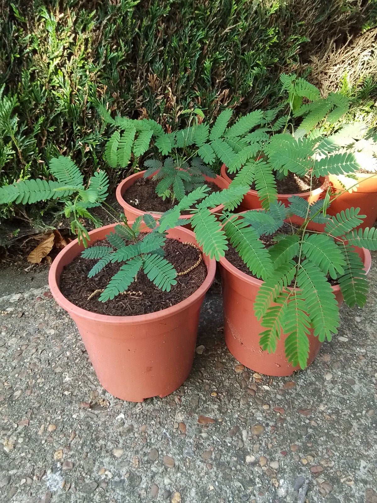 Perzische slaapboompjes (ALBIZIA), Ophalen