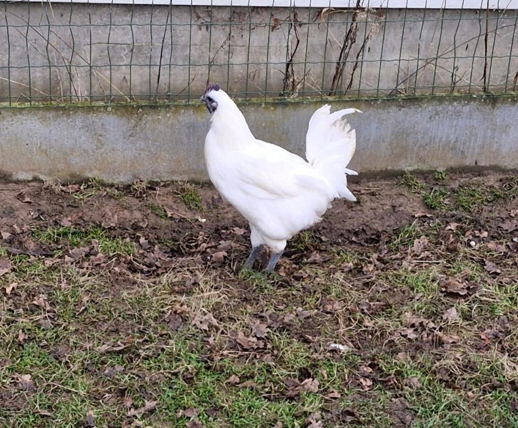 Gezocht Ga hmong haan, Animaux & Accessoires