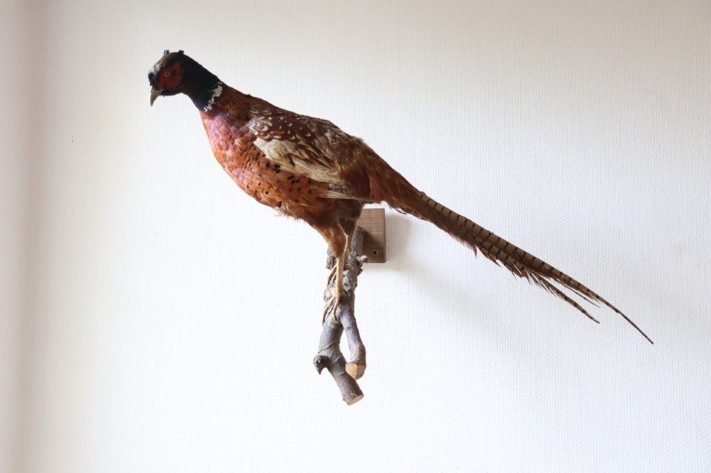 Taxidermie opgezette fazant, Verzamelen, Ophalen of Verzenden, Gebruikt, Vogel, Opgezet dier