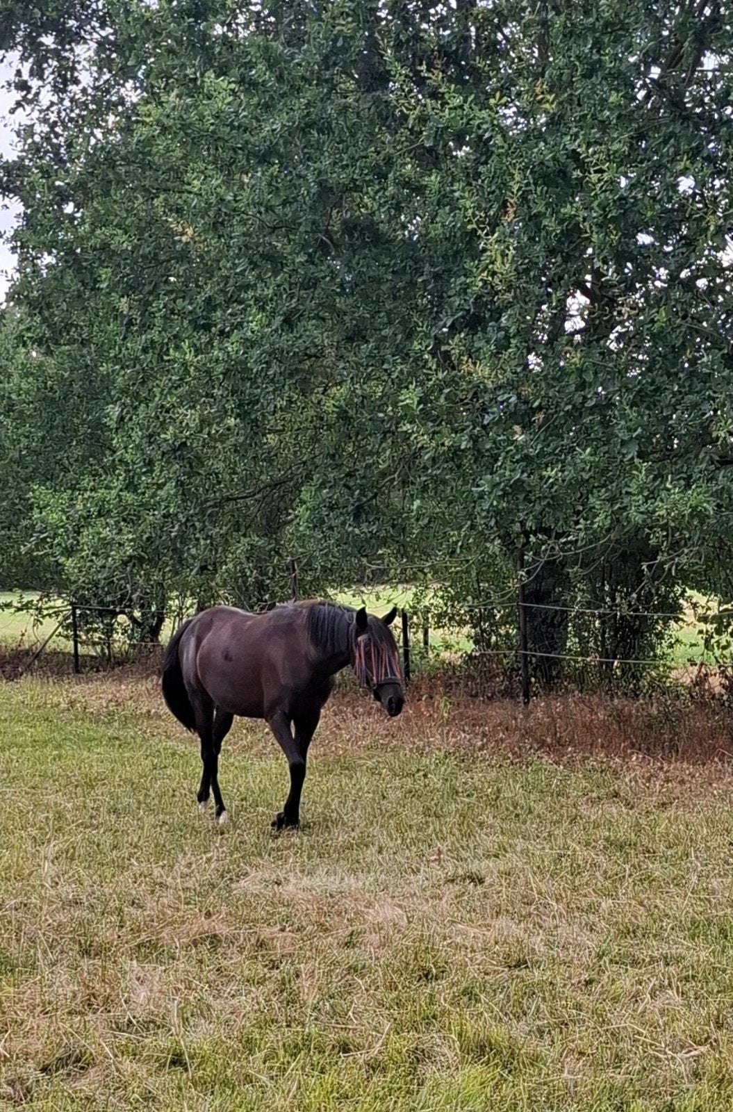 2 jarige New Forest merrie, Dieren en Toebehoren, Merrie, Met stamboom, Springpony, 0 tot 2 jaar