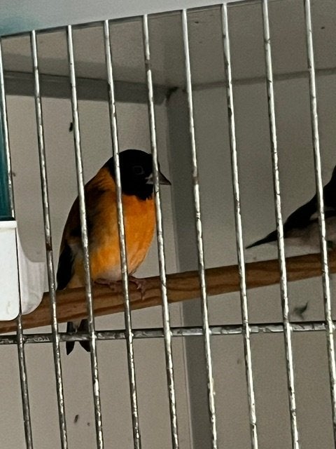 Kapoetsensijsjes, Dieren en Toebehoren, Vogels | Overige Vogels, Meerdere dieren, Tropenvogel, Geringd