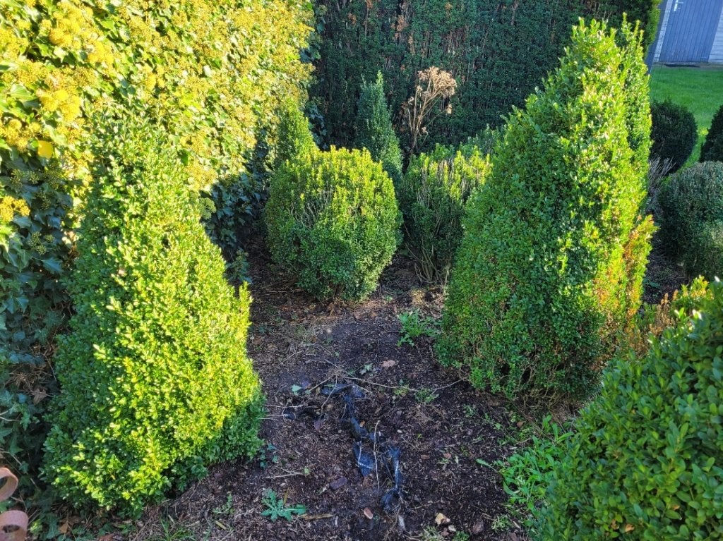 Buxus, Tuin en Terras, Ophalen, Buxus