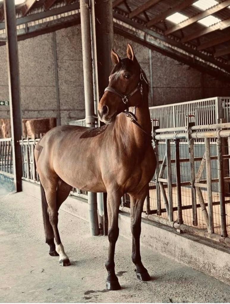 Cheval polyvalent à vendre, Hongre