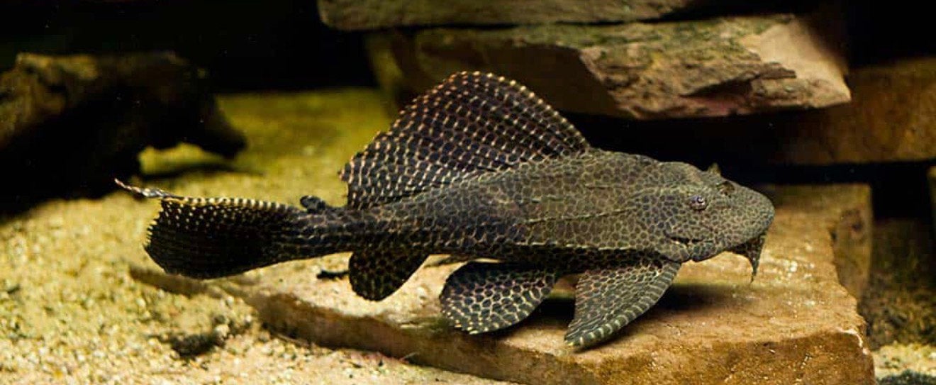 Pleco vis, Dieren en Toebehoren, Vis