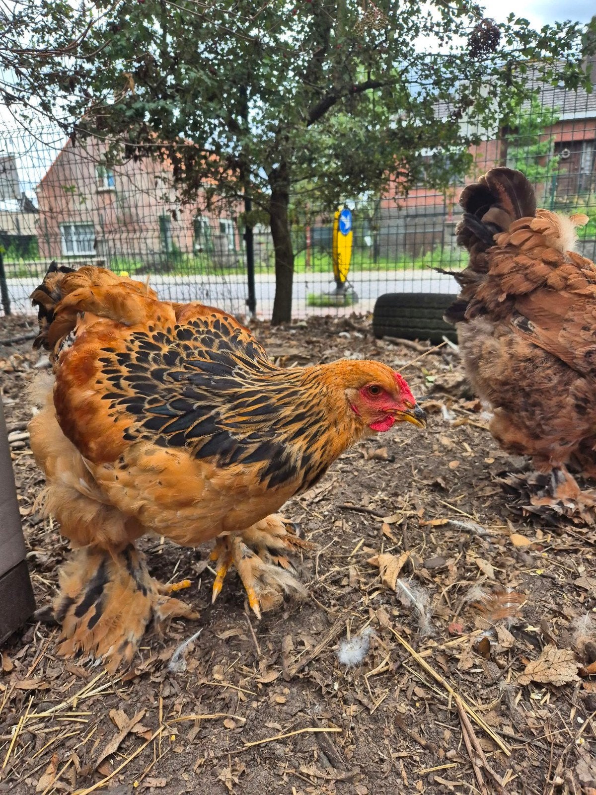 Mooie brahma haan, Dieren en Toebehoren, Mannelijk, Kip