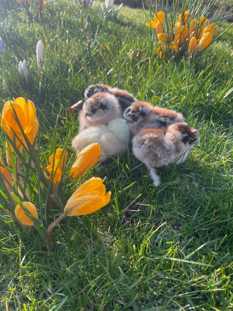 Jonge zijdehoen kuikens, Dieren en Toebehoren, Pluimvee, Kip, Geslacht onbekend