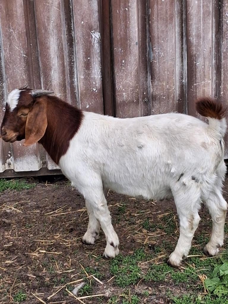 Boergeit/bok, Dieren en Toebehoren, Schapen, Geiten en Varkens