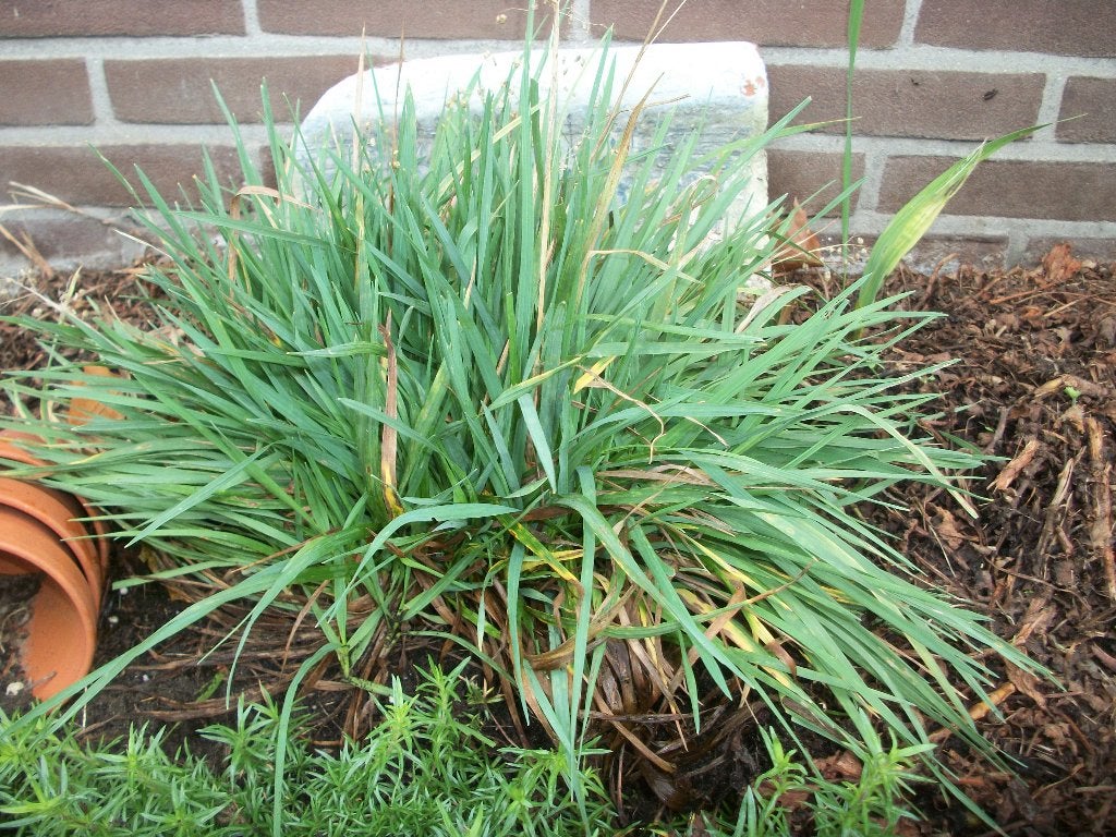 Siergrassen verschillende van hobbykweek, Tuin en Terras, Ophalen, Volle zon, Vaste plant, Siergrassen