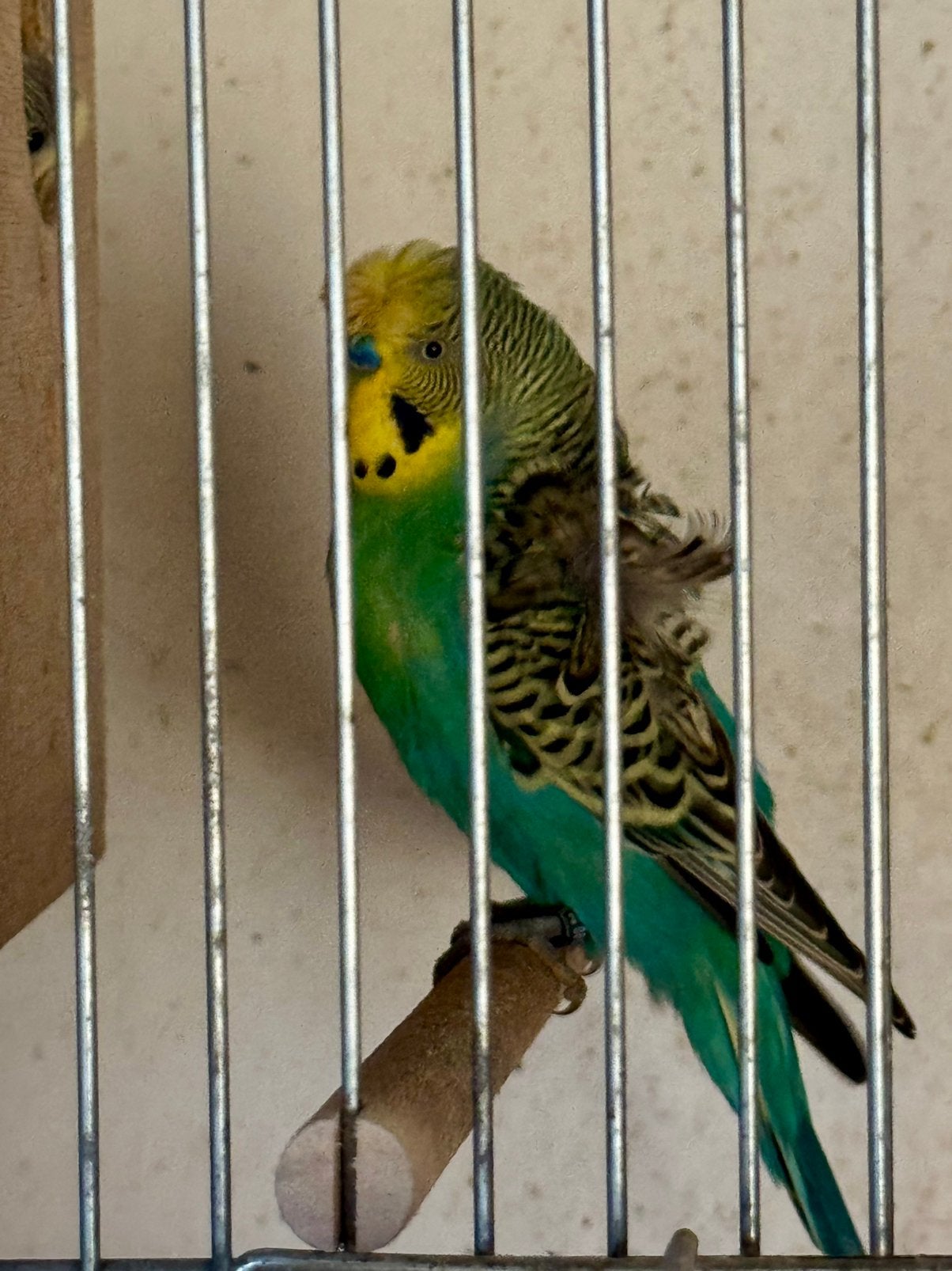 Grasparkiet hagoromo