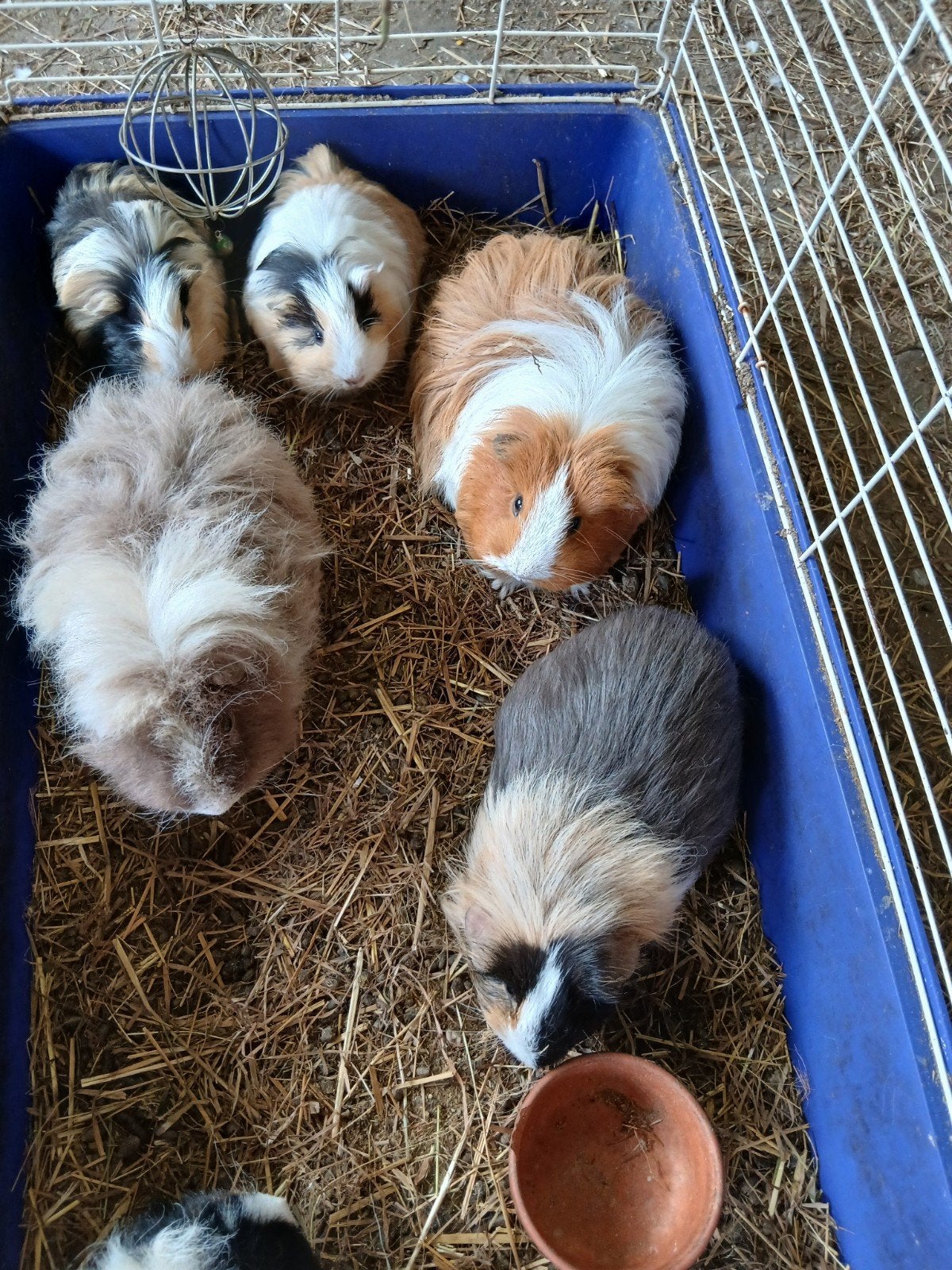 Sheltie en tessel cavia's, Dieren en Toebehoren, Knaagdieren, Meerdere dieren, Cavia, April, Tam