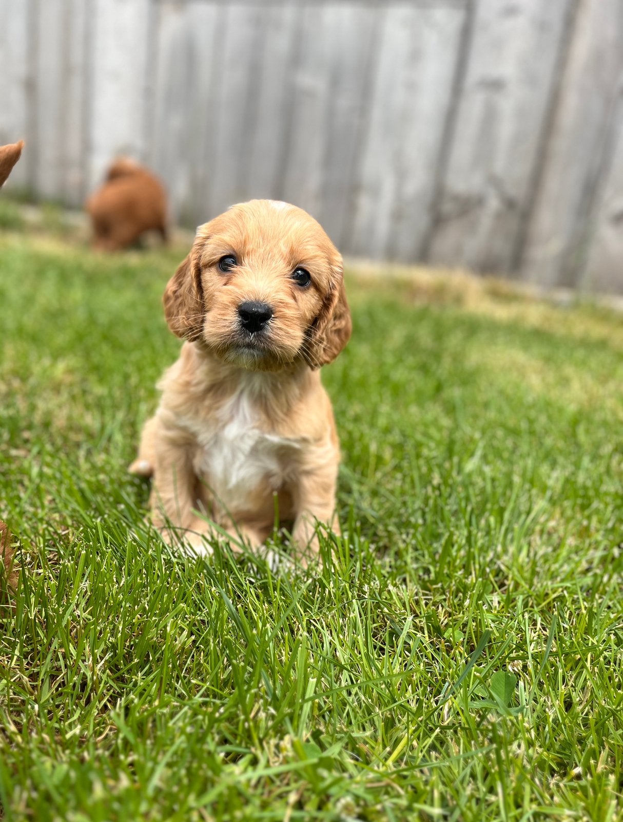 Beaux chiots cockapoo, Animaux & Accessoires, Caniche, Plusieurs, Hépatite contagieuse (maladie de Rubarth), Belgique