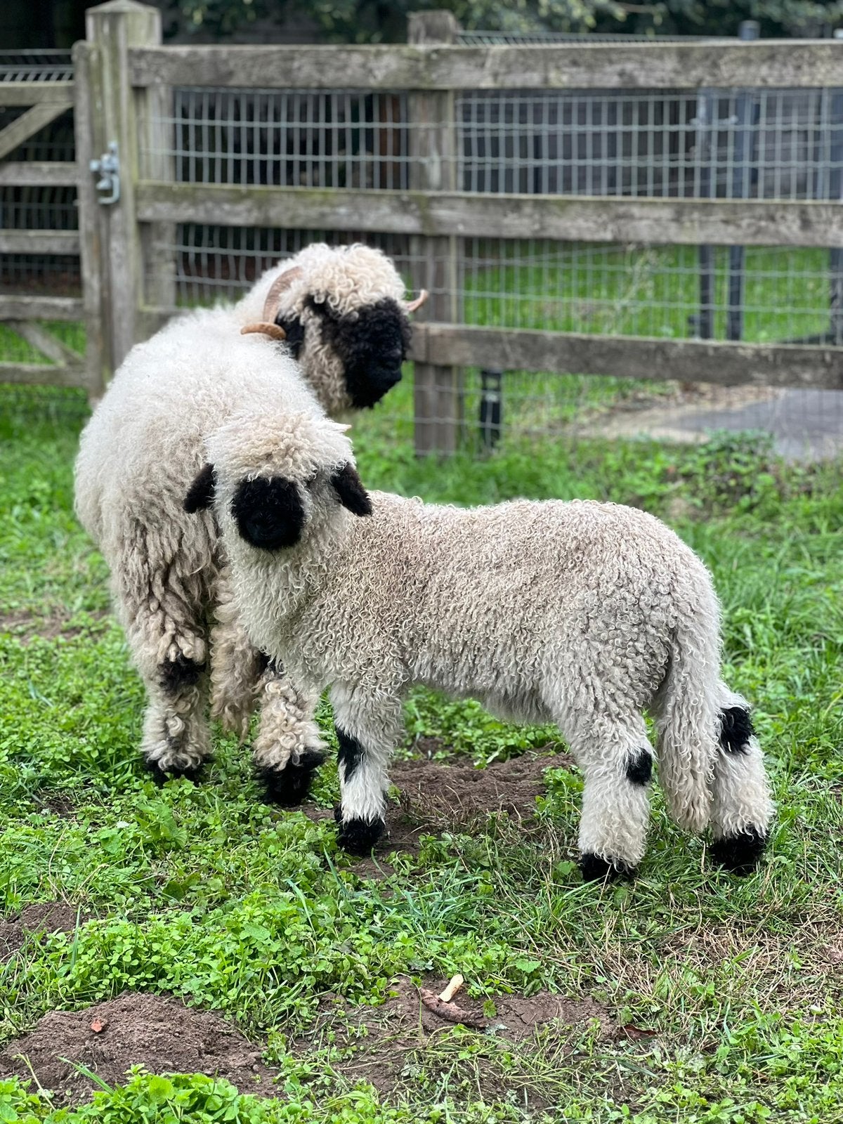 Walliser schwarznase ramlam, Dieren en Toebehoren, Mannelijk, Schaap, 0 tot 2 jaar