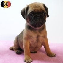 Mops pups te koop - Schattige snoetjes met een unieke charme, België, CDV (hondenziekte), 8 tot 15 weken, Meerdere