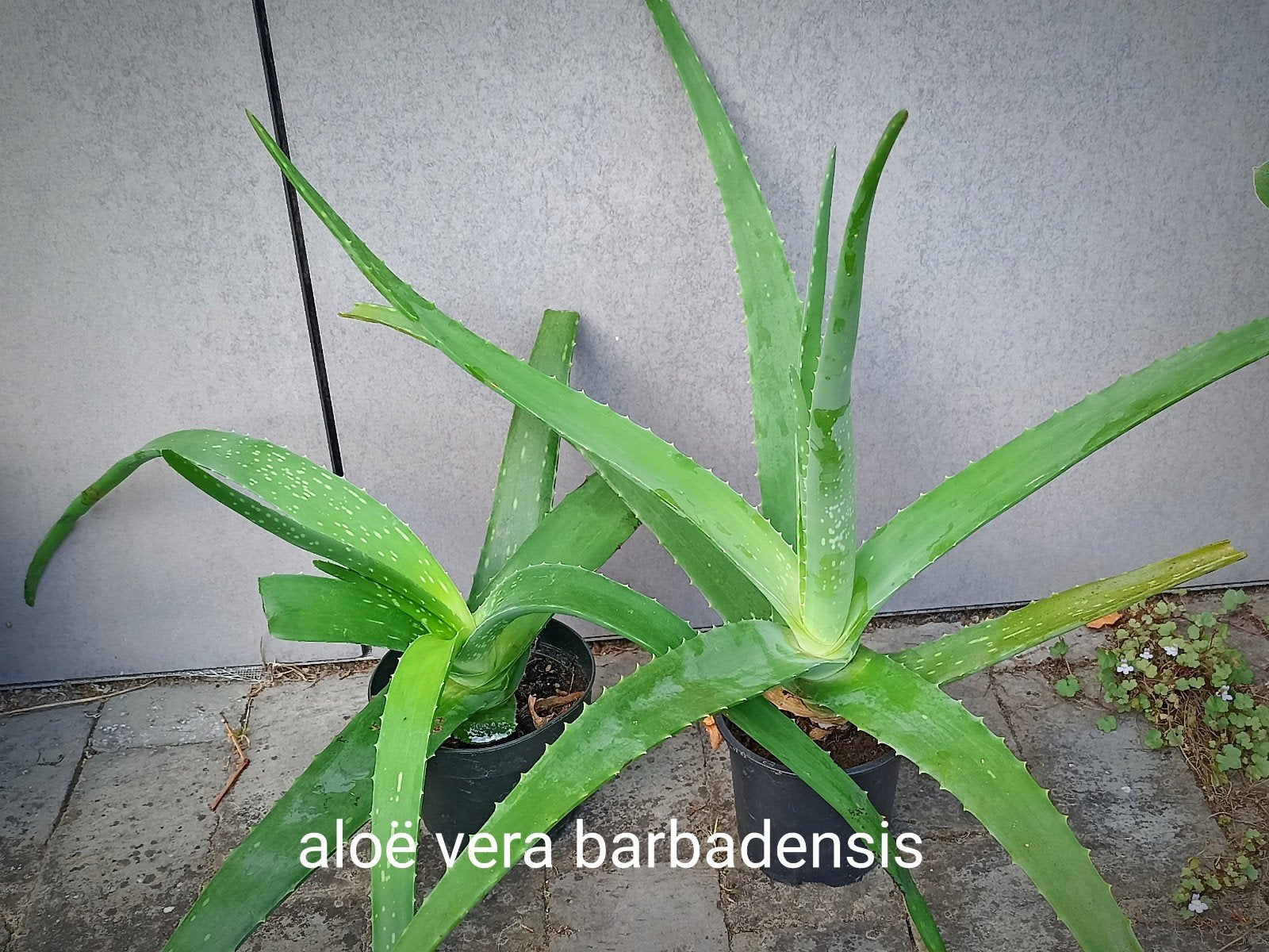 plantes d'intérieur, 2 pièces vendues ensemble, Enlèvement