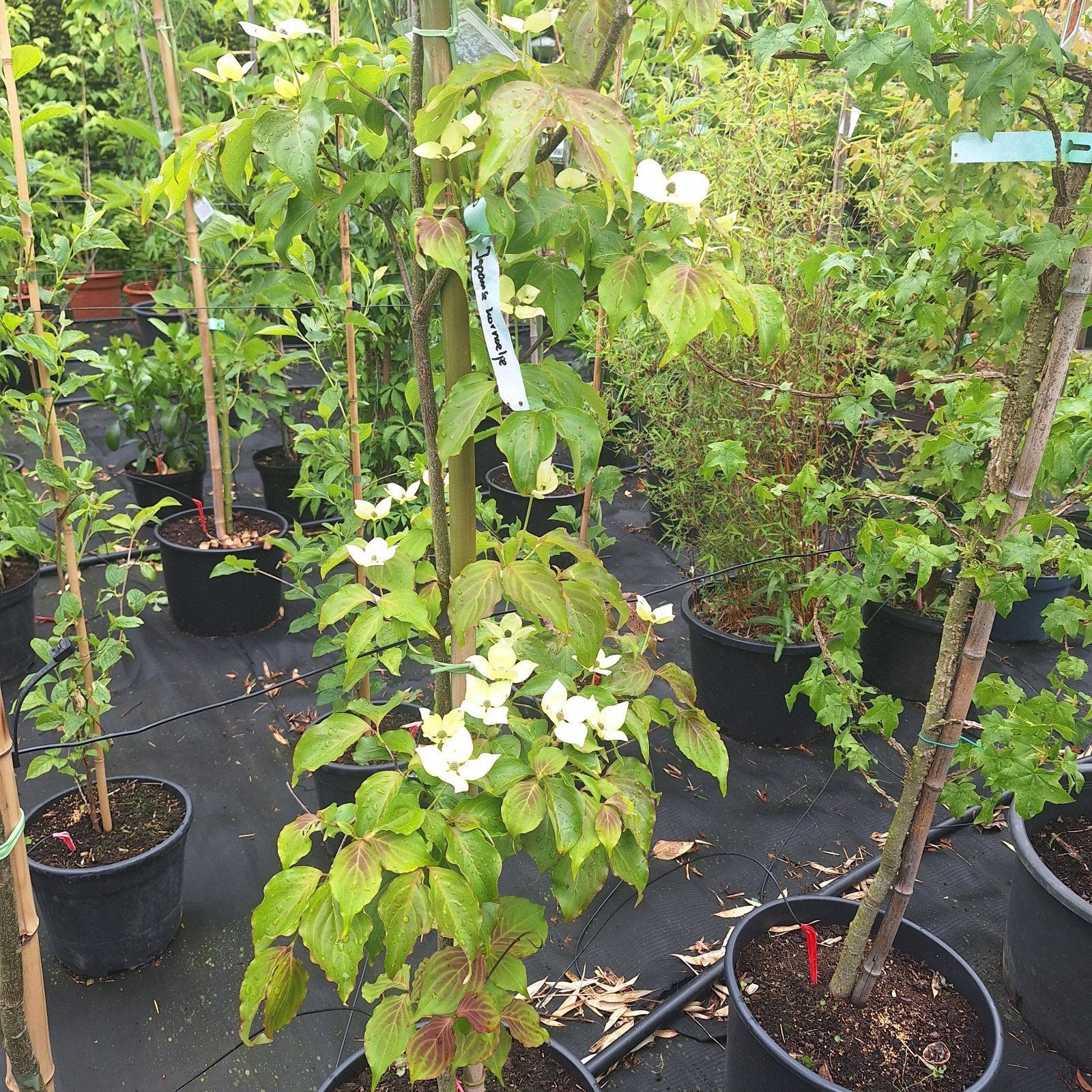 Jonge bomen en planten, Ophalen