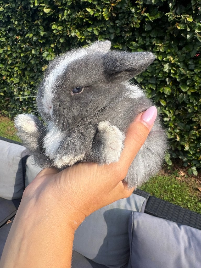 Minilops, Dieren en Toebehoren, Meerdere dieren, Dwerg, Hangoor, 0 tot 2 jaar