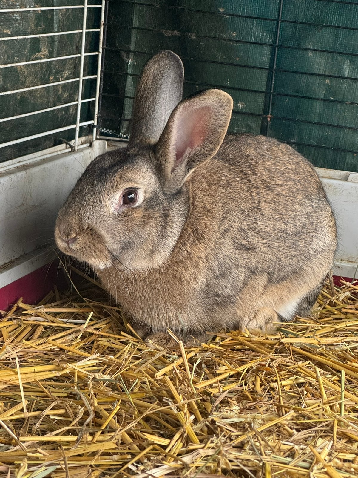 Vlaamsereus x konijn, Dieren en Toebehoren, Konijnen, Mannelijk, Groot, 0 tot 2 jaar