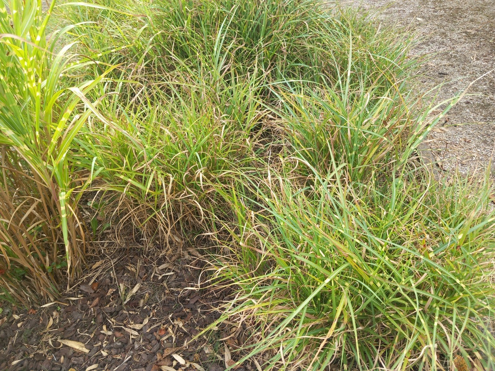 prachtriet of tijgergras, Tuin en Terras, Ophalen