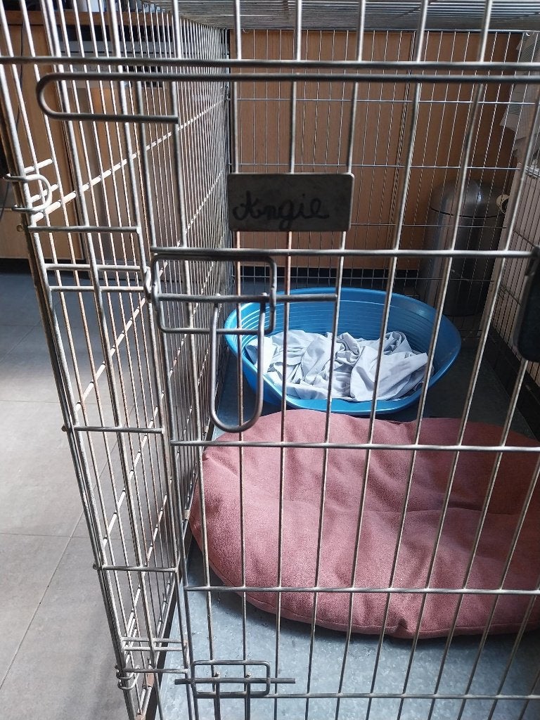 hondenkooi, Overige merken, Ophalen, Gebruikt, Hondenren