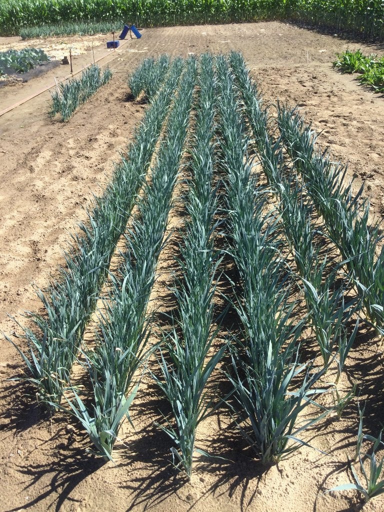prreiplanten, Ophalen, Moestuin