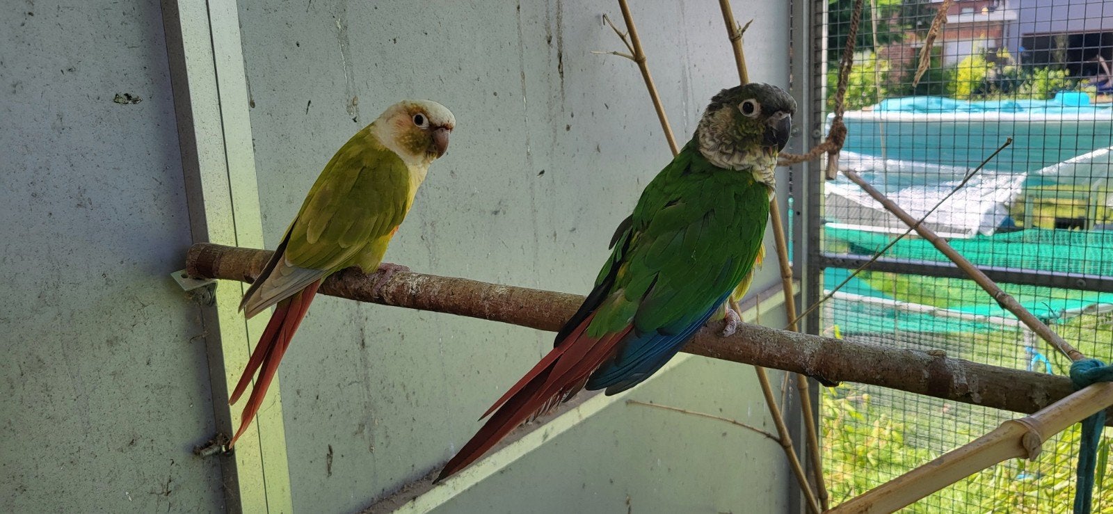 conure epp
