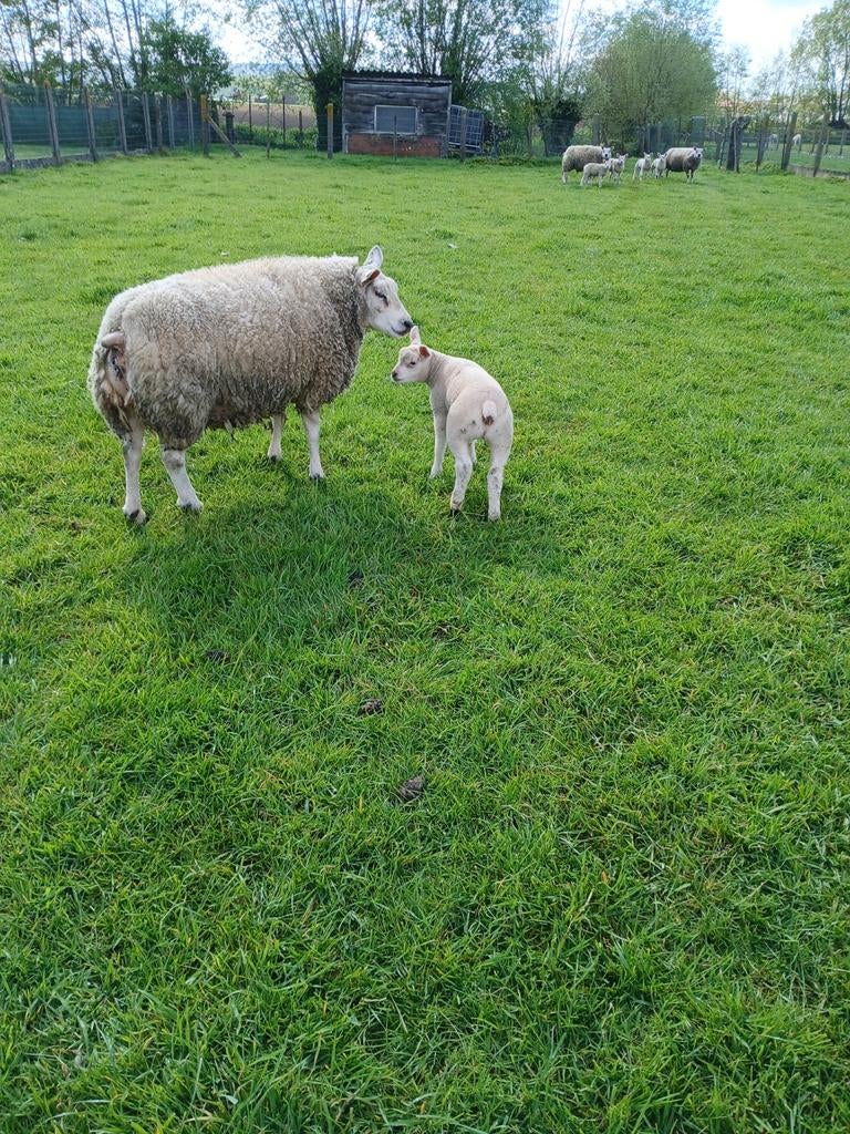 Schapen, Dieren en Toebehoren, Schapen, Geiten en Varkens
